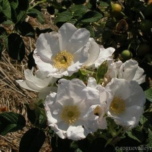 R. rugosa alba