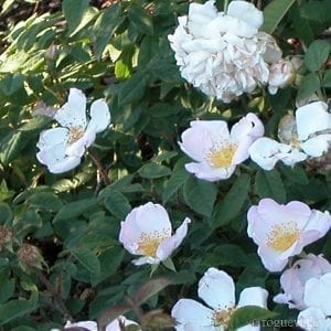 R. sancta (r. richardii)