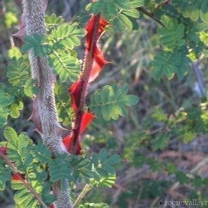 R. sericea pteracantha (Wingthorn, Firethorn, Dragon Wings)