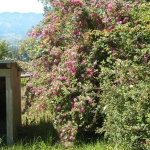 R. californica plena