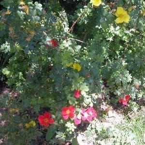 R. foetida bicolor (Austrian Copper)