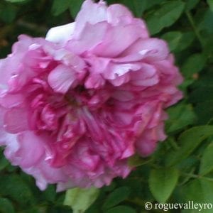 R. roxburghii plena (Double Chestnut Rose)