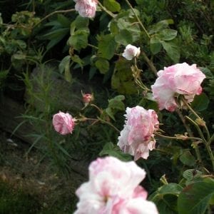 Centifolia Variegata (Village Maid)