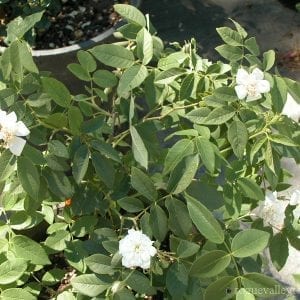 R. moschata plena (Double Musk)