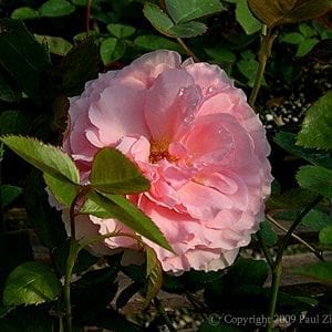 Radox Bouquet (aka Thornbury Castle)