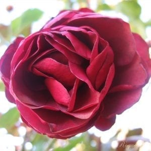 Red Ruffles (James Rose)