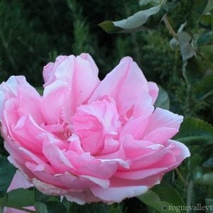 Reichsprasident von Hindenburg