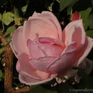 Triumphe de Luxembourg (Rhodologue Jules Gravereaux)