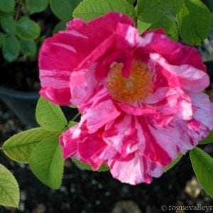 Rosa Mundi (R. gallica versicolor)