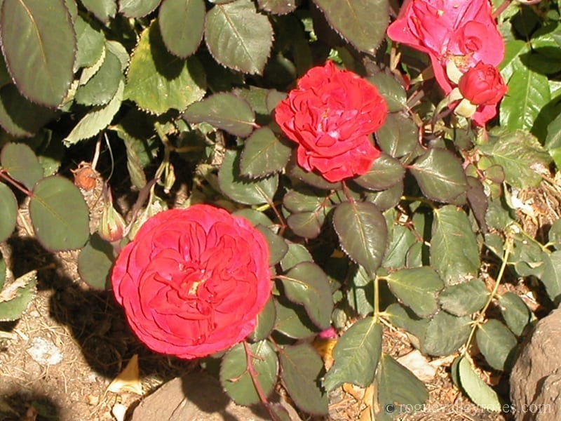 Rosemary Rose - Rogue Valley Roses