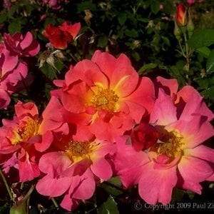 Rosenstadt Zweibrucken