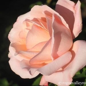 Sight Saver (The Oregonian)