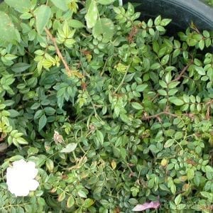 Snow Carpet (Blanche Neige)