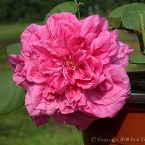 Souvenir de la Malmaison Rouge