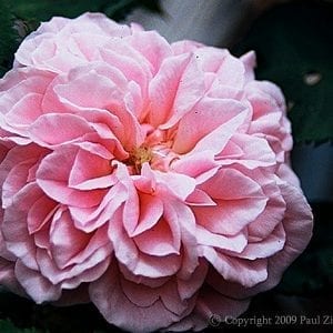 Souvenir de Mme. Auguste Charles