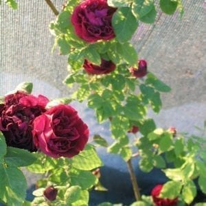 Souvenir de Germain de Saint Pierre