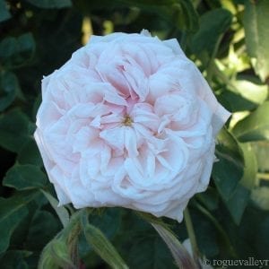 Souvenir de la Malmaison