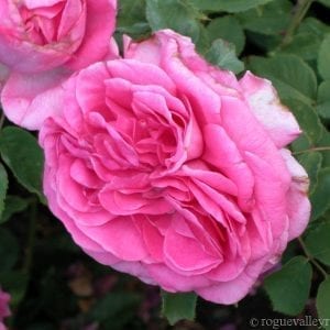 Souvenir du President Lincoln