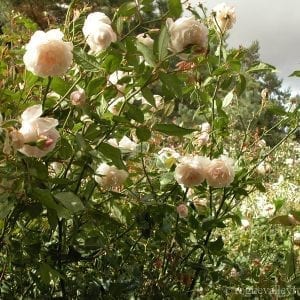 Spice (Bermuda Spice)