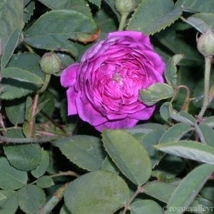 The Bishop (Velours Episcopal)