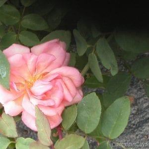 Thomasville Old Gold