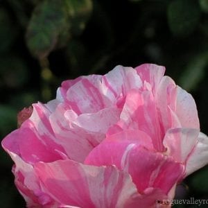 Tricolore de Flandres