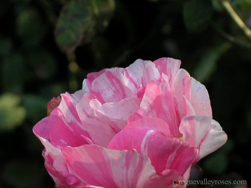 Tricolore de Flandres