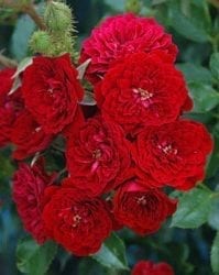 Unconditional Love™