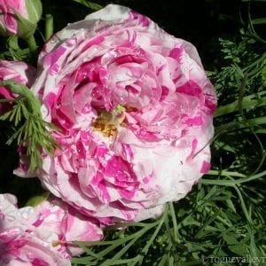 Variegata de Bologna