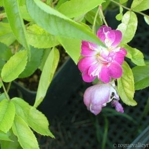 Veilchenblau (Blue Rambler)