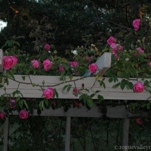 Vicomtesse Pierre de Fou