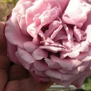 Vol de Nuit (Night Flight)