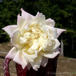 White Maman Cochet cl