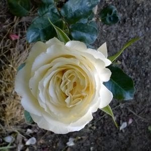 Jardins de Bagatelle