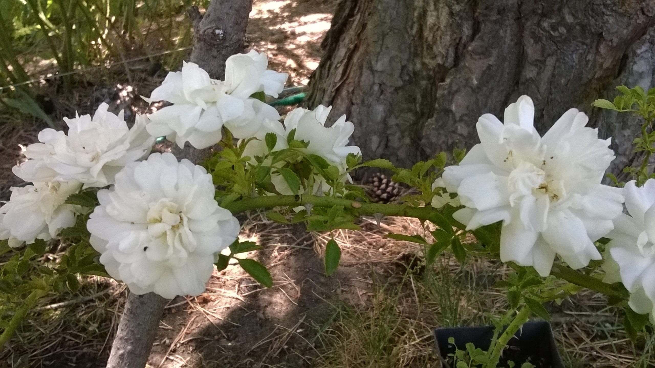 White Dorothy Perkins