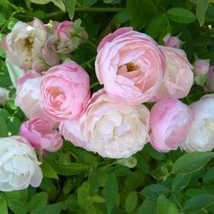 Mrs. William G. Koning