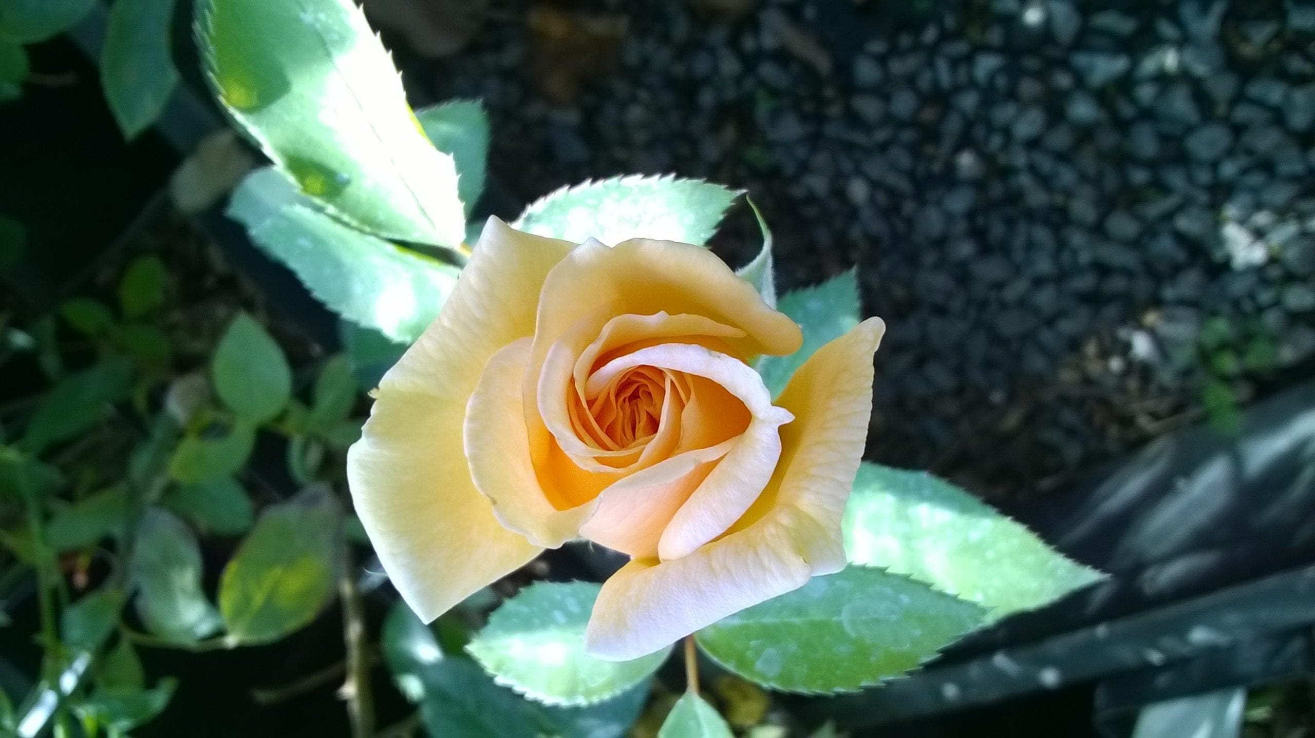 October Moon™ - Image 2