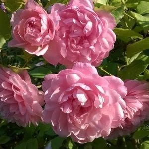 Pink Gruss an Aachen (Irene Watts)