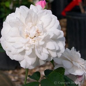 White Pet (Little White Pet)