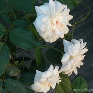 White Cecile Brunner