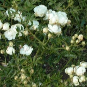 White Koster (Blanche Neige)