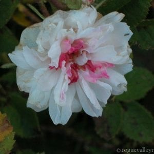 Rose de Meaux, White