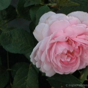 Wife of Bath (The Wife of Bath)