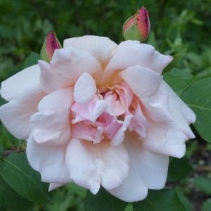 Mrs. Arthur Robert Waddell