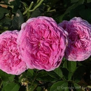 Belle Sans Flatterie