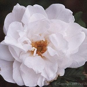 Blanc Double de Coubert