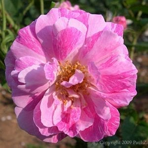 Bourbon Queen (Celine)