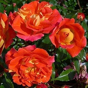 Brothers Grimm Fairy Tale