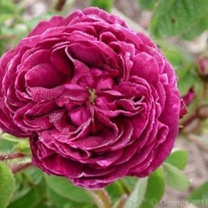 Capitaine John Ingram