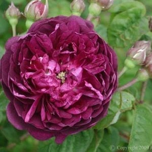 Cardinal de Richelieu